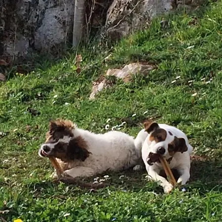 Casa Luisa Σπίτι διακοπών Puertas (Cabrales)
